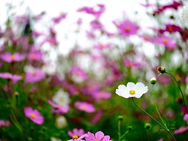 White Cosmos Flower — Serene, Spring