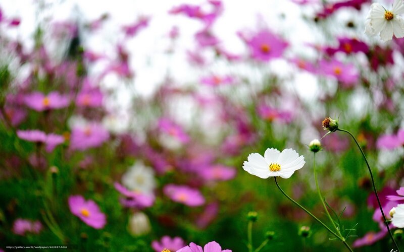 White Cosmos Flower — Serene, Summer