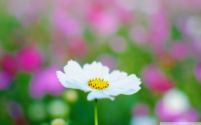 White Cosmos Flower — Serene