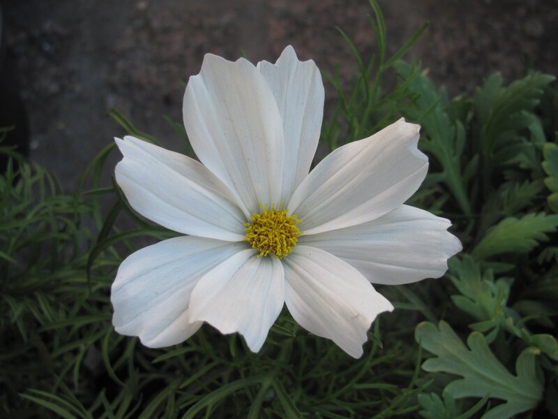 white cosmos flower