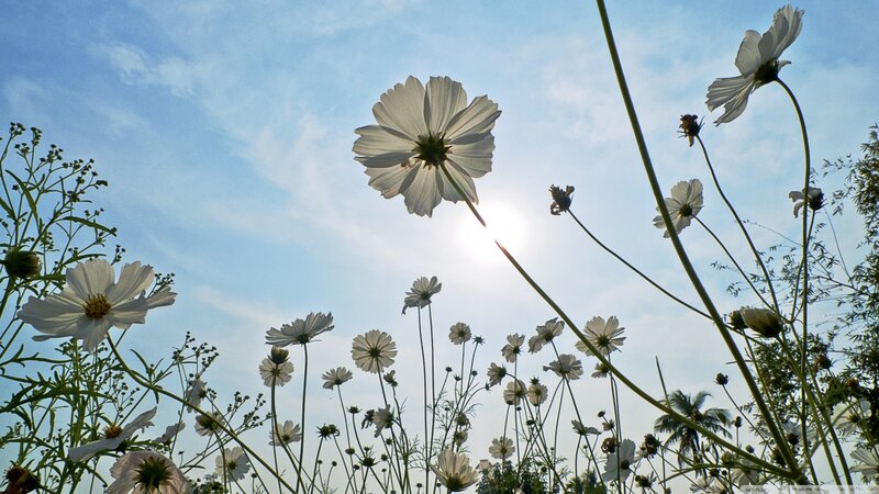 White Cosmos Flowers — Blue, Serene, Afternoon, Photograph