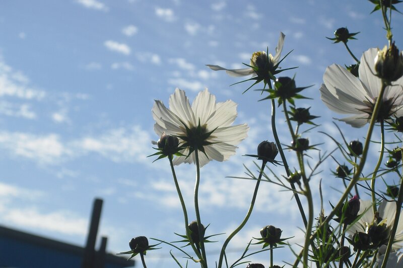 White Cosmos Flowers — Blue, Serene, Afternoon