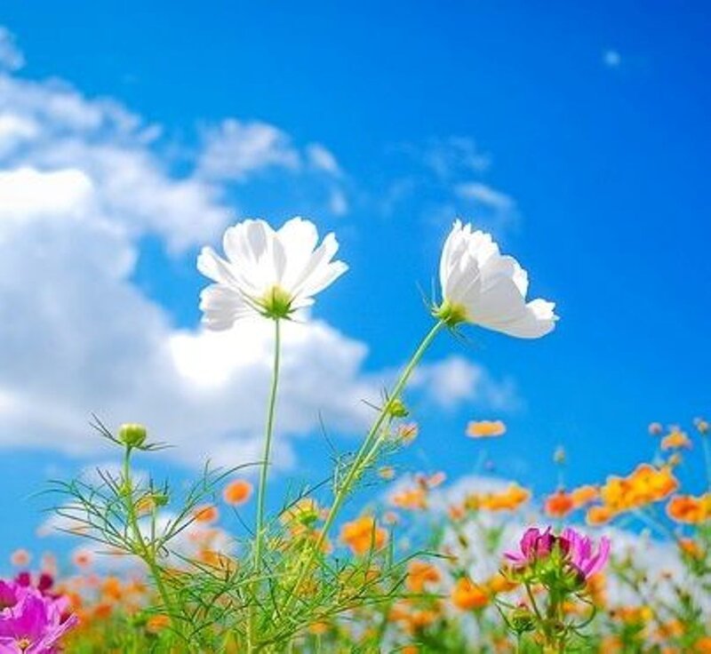 White Cosmos Flowers — Blue, Serene