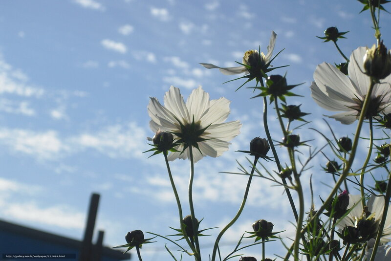 White Cosmos Flowers — Blue