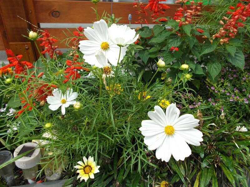 White Cosmos Flowers — Calm, Afternoon, Photograph