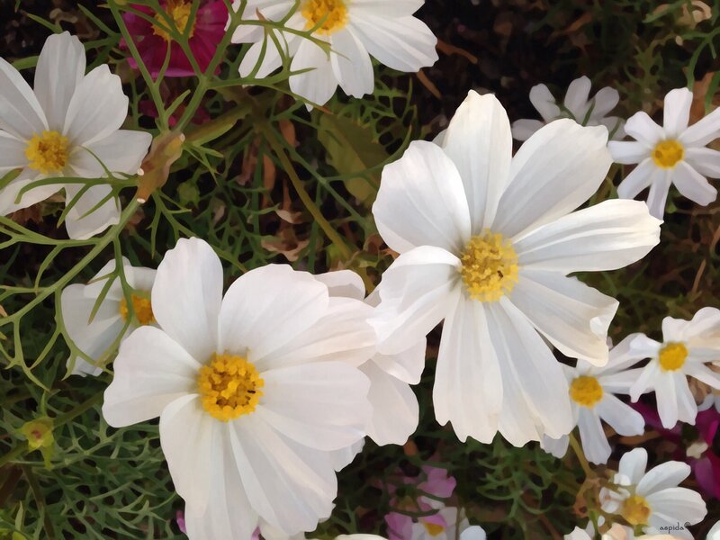 White Cosmos Flowers — Calm, Afternoon