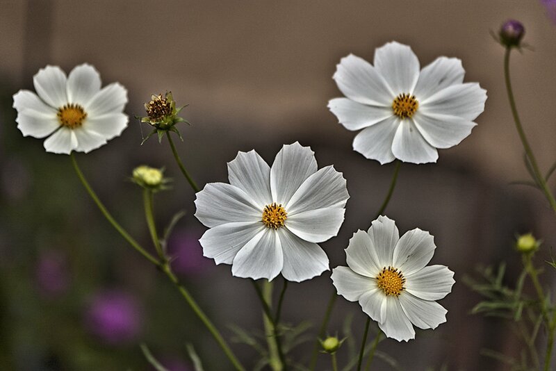White Cosmos Flowers — Calm, Photograph
