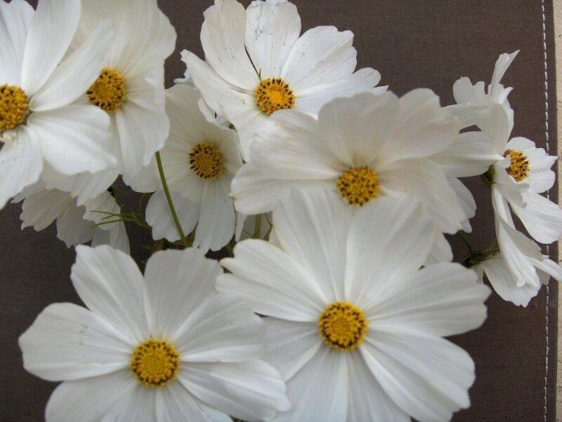 White Cosmos Flowers — Calm