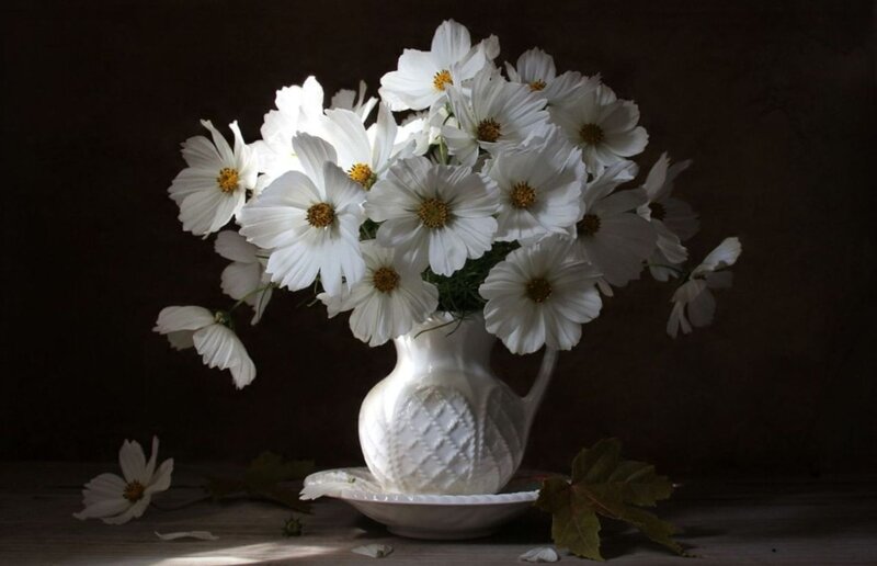 White Cosmos Flowers — Dramatic, Photograph
