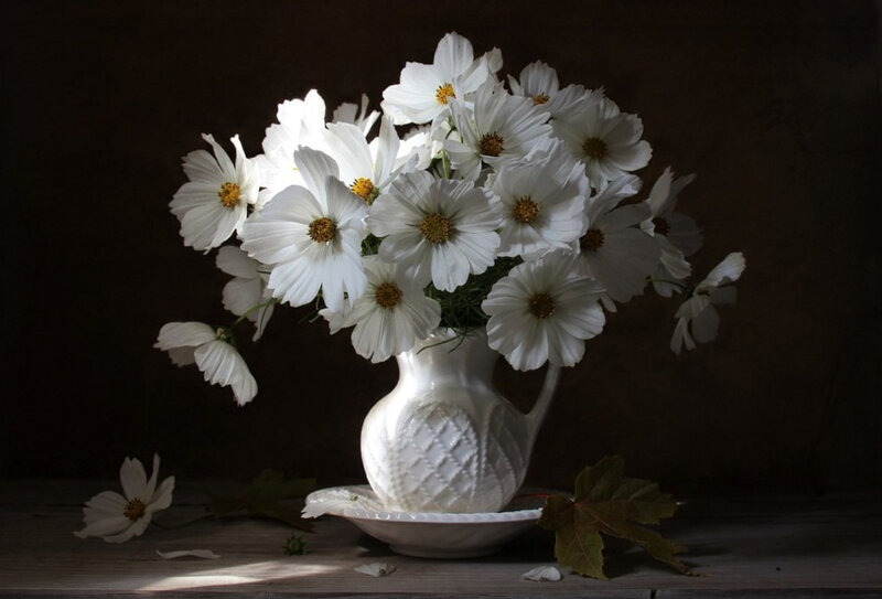 White Cosmos Flowers — Dramatic