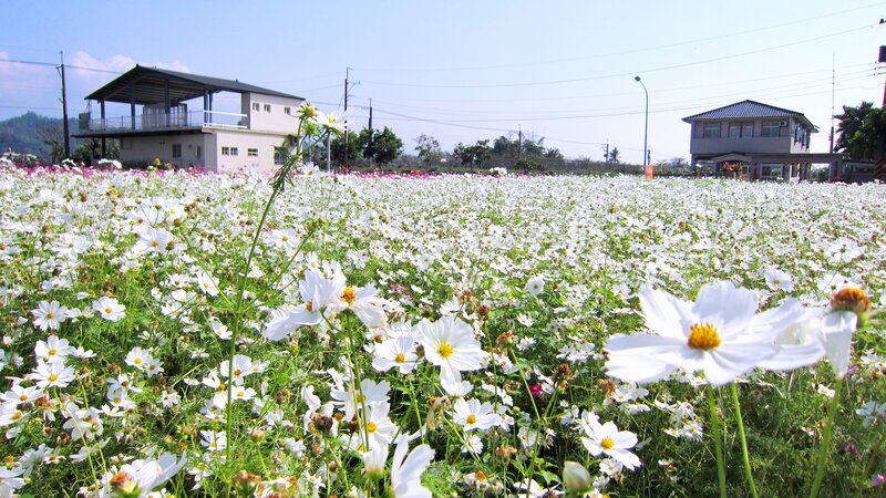 White Cosmos Flowers Field