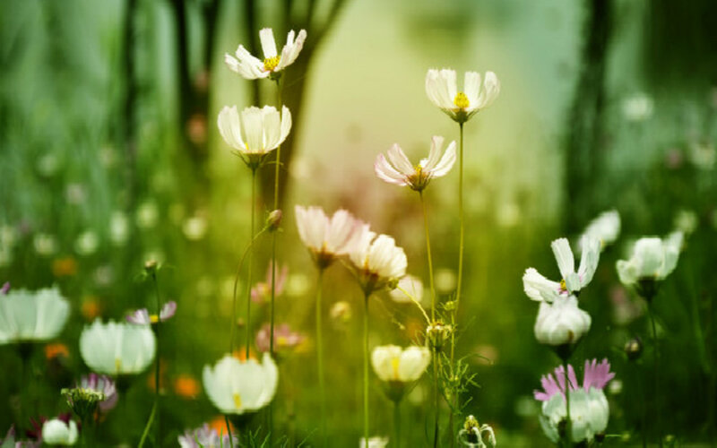 White Cosmos Flowers — Green, Serene, Afternoon