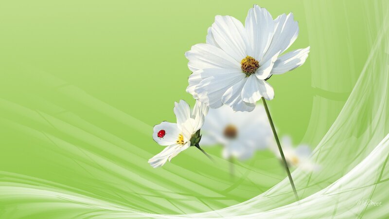White Cosmos Flowers — Green