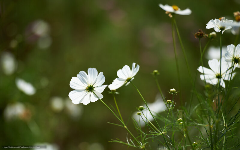 White cosmos flowers in a field