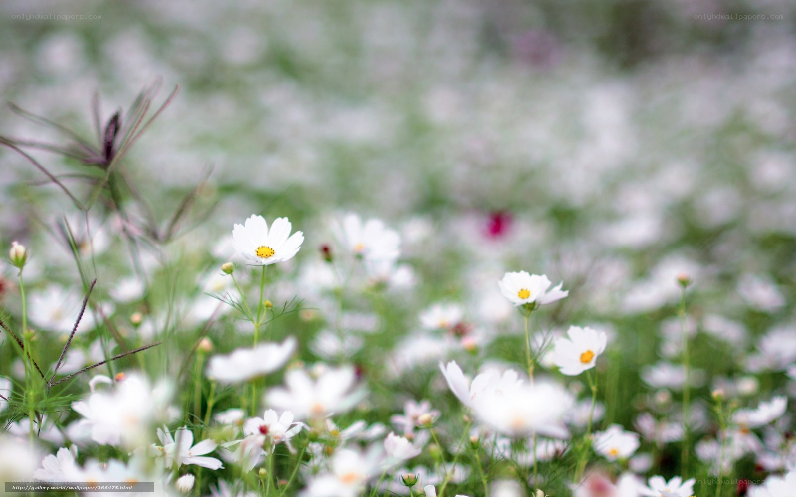 White cosmos flowers in a field