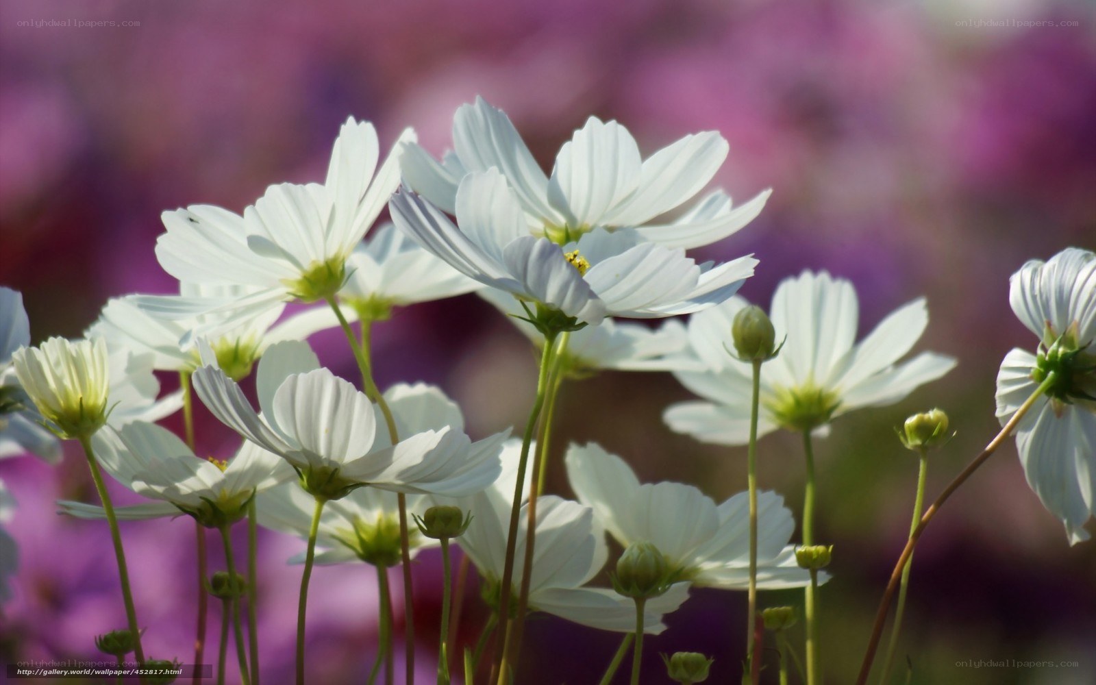 White cosmos flowers in bloom