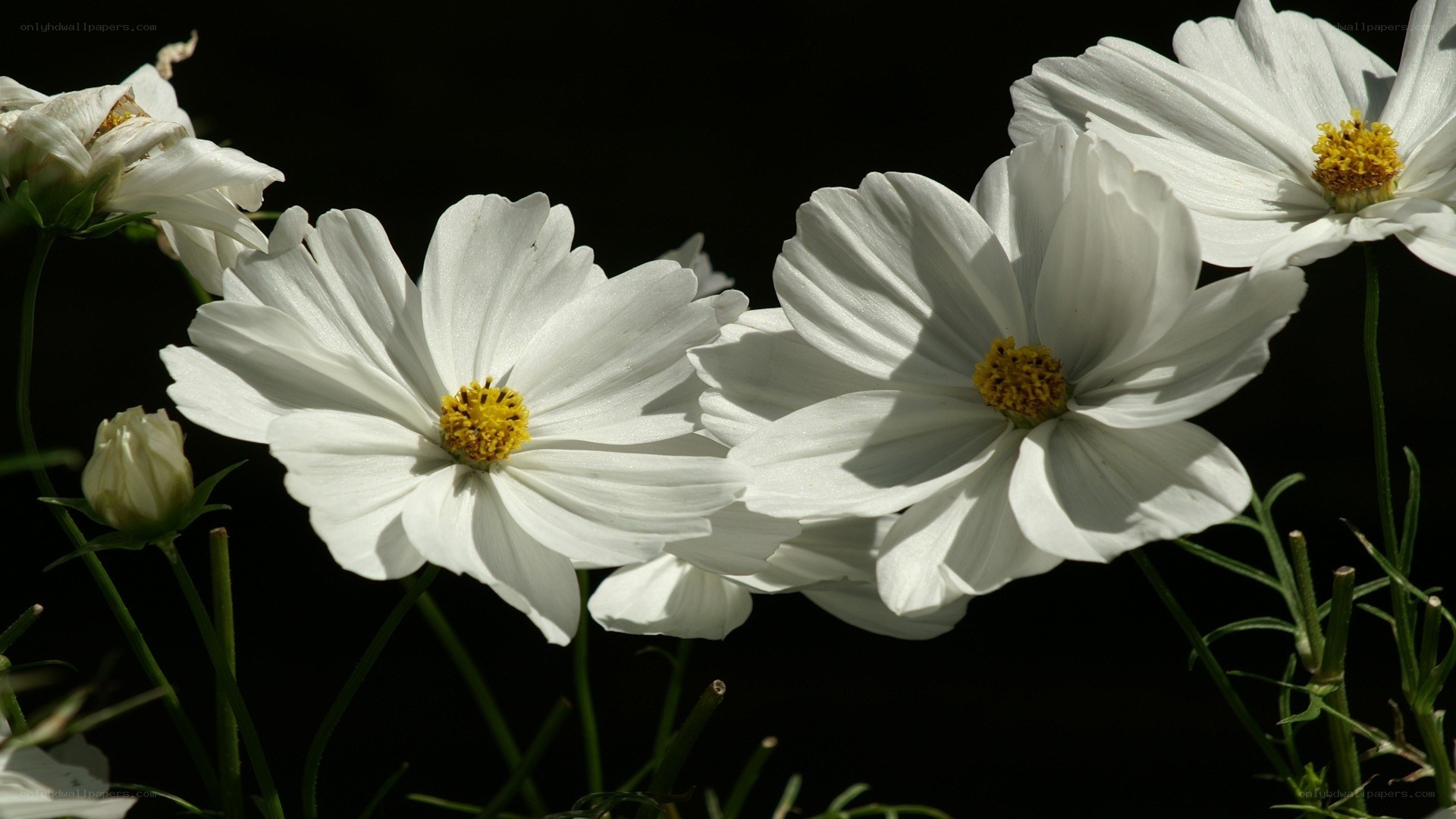 White cosmos flowers in sunlight