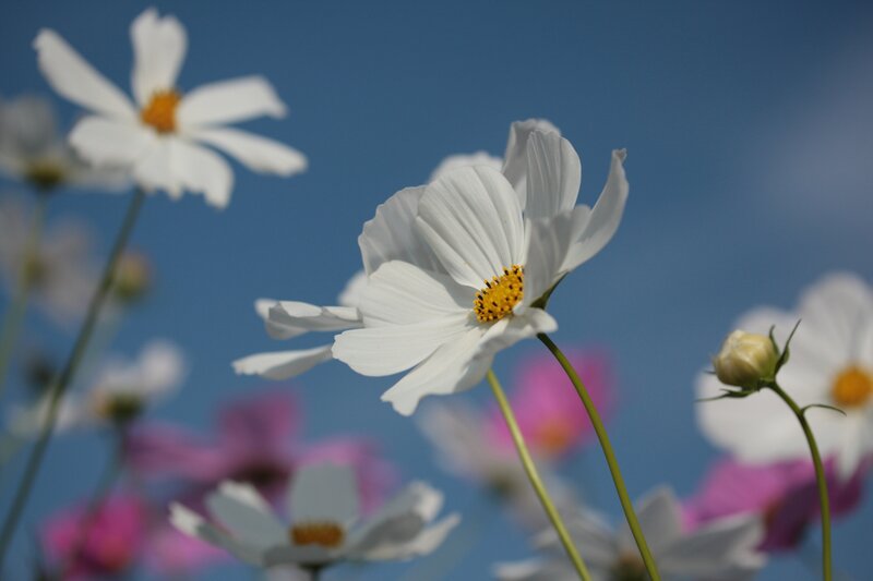 White Cosmos Flowers — Serene, Afternoon, Photograph, Blue Sky