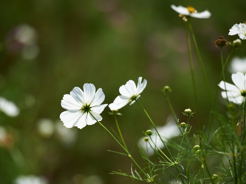 White Cosmos Flowers — Serene, Afternoon, Photograph, Green Stems