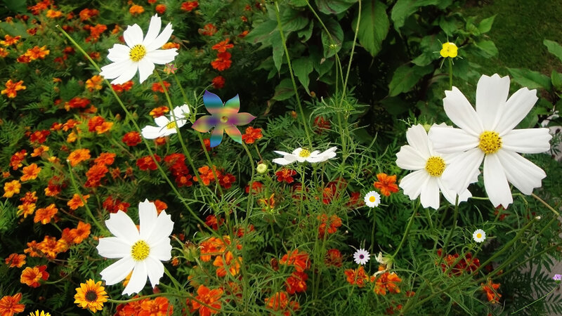 White Cosmos Flowers — Serene, Afternoon, Photograph, Orange Marigolds