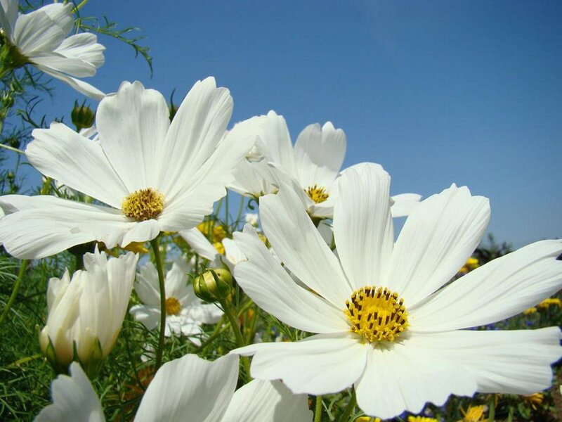 White Cosmos Flowers — Serene, Afternoon, Photograph, Yellow Centers