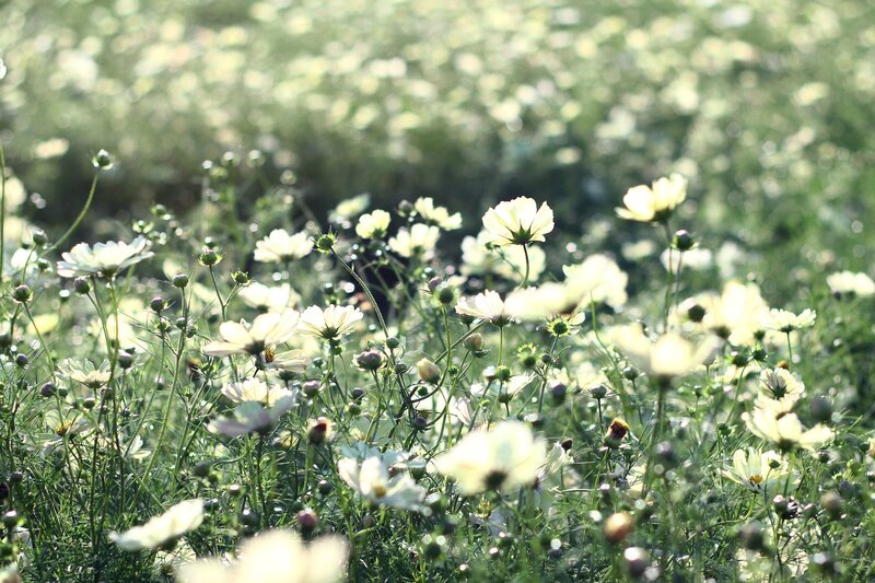 White Cosmos Flowers — Serene, Morning, Photograph, Green Stems, Flower Buds
