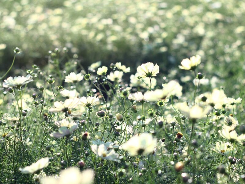 White Cosmos Flowers — Serene, Morning
