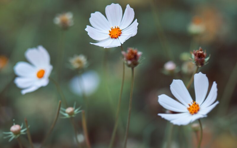 White Cosmos Flowers — Serene, Photograph, Buds