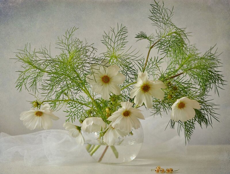 White Cosmos Flowers — Serene, Photograph