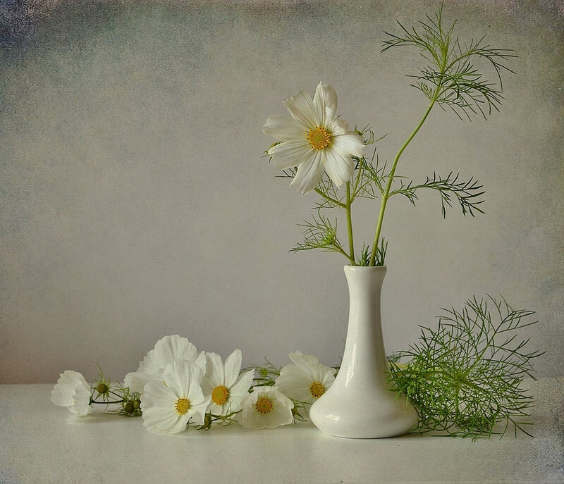 White Cosmos Flowers — Serene, Photograph, Vase