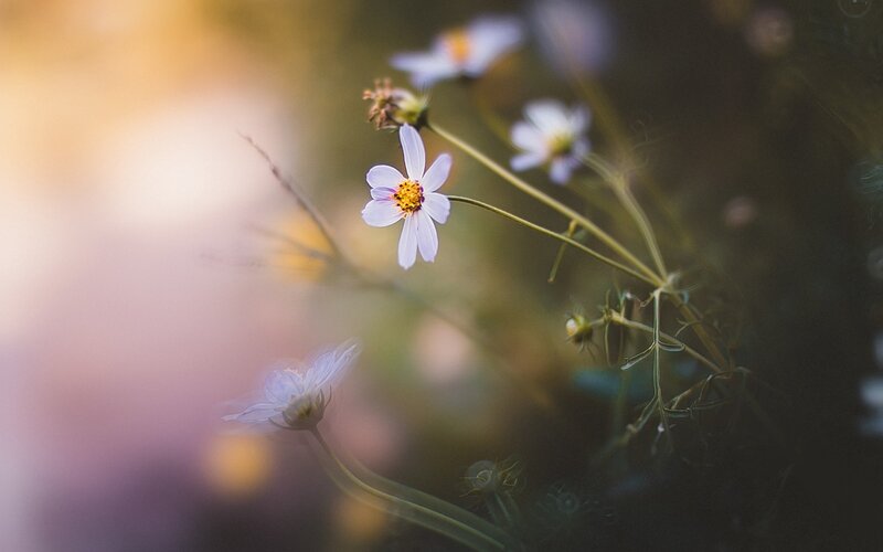 White Cosmos Flowers — Serene, Sunset, Photograph