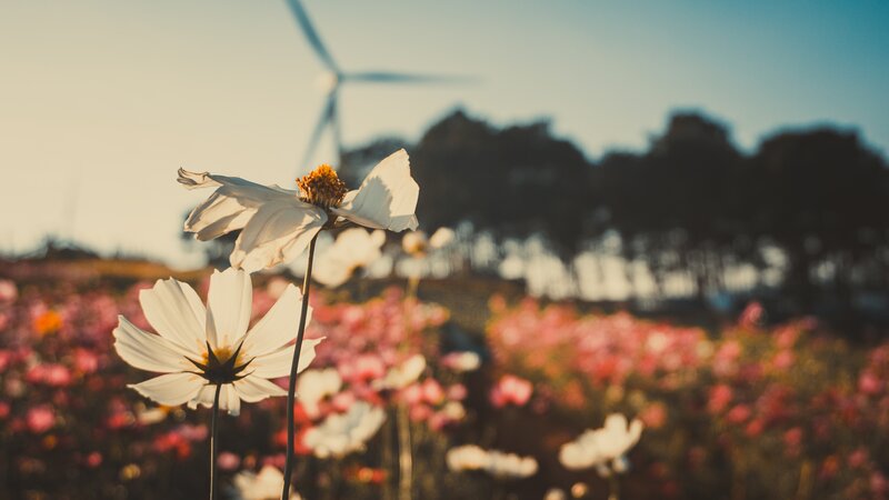 White Cosmos Flowers — Serene, Sunset