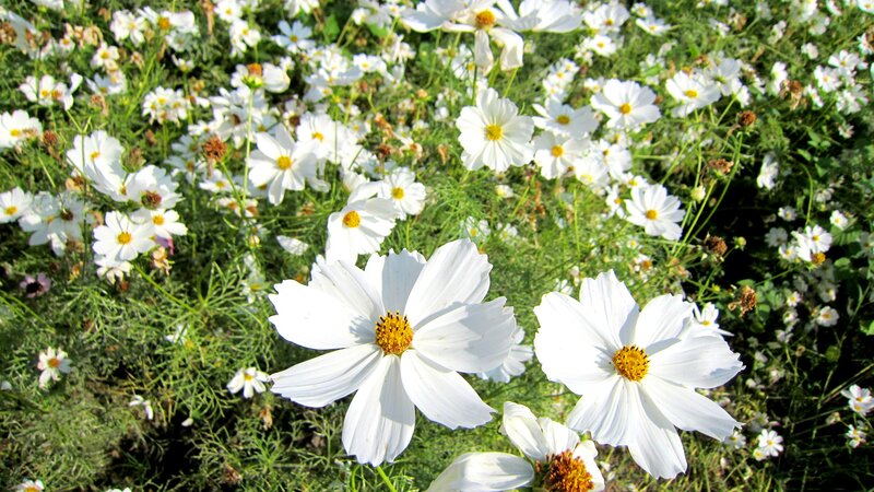 White Cosmos Flowers — Serene