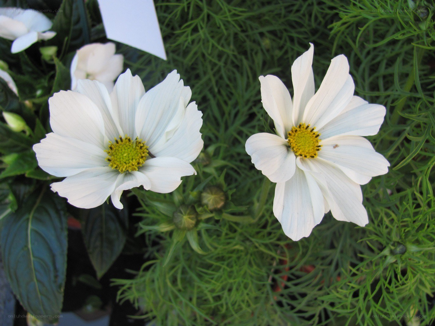 White cosmos flowers