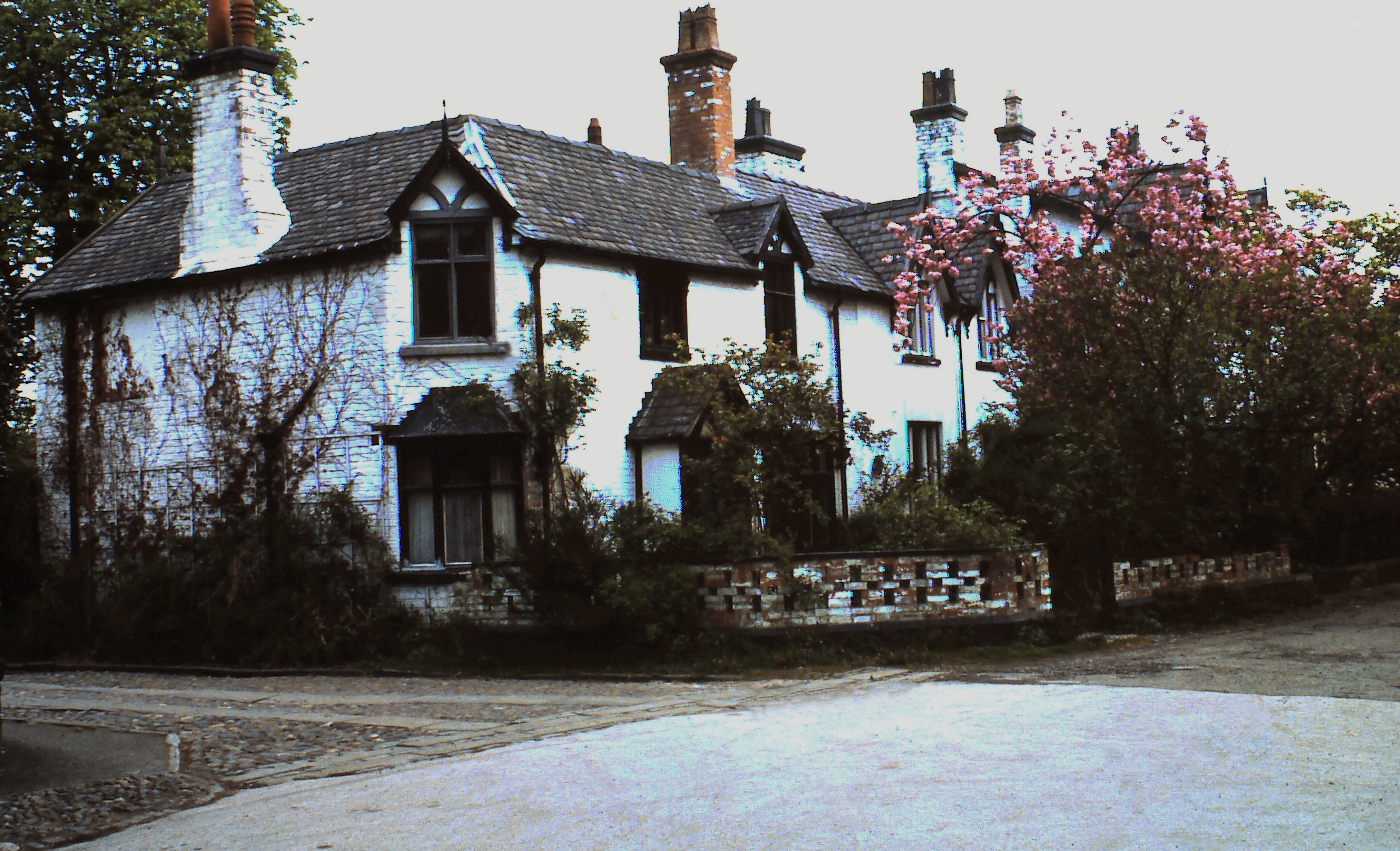 white cottage with blooming tree