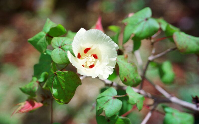 white cotton flower with red center