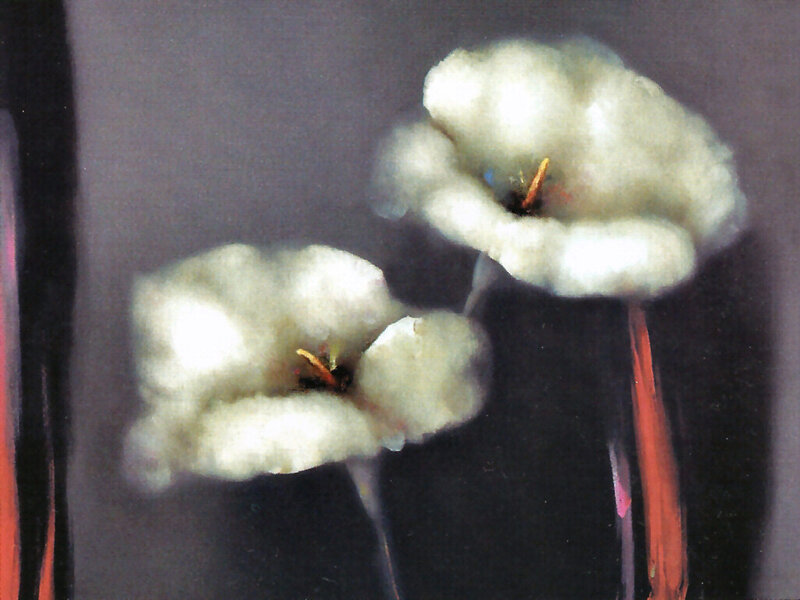 White Cotton Flowers — Calm