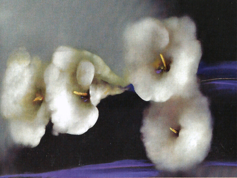 White Cotton Flowers
