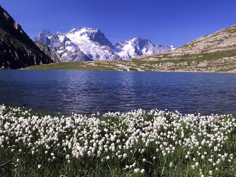 White Cotton Grass — Blue, Serene