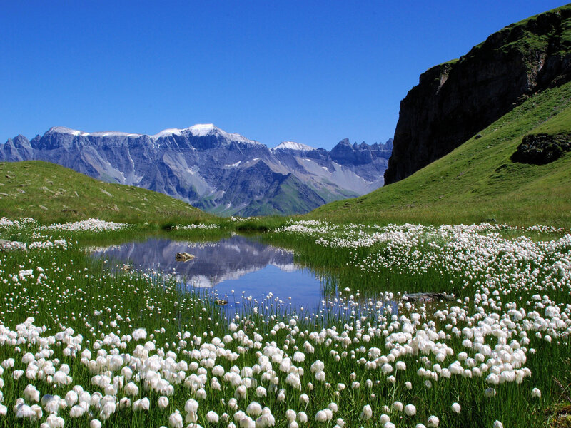 White Cotton Grass — Blue