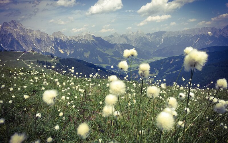 White Cotton Grass — Green, Serene, Afternoon