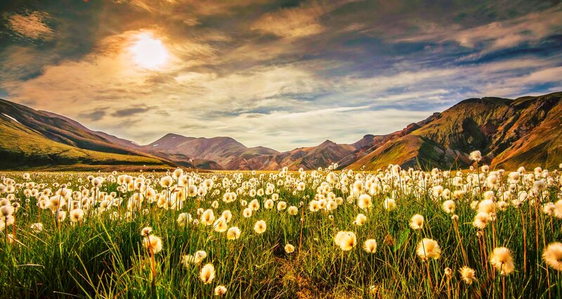White Cotton Grass — Green, Serene
