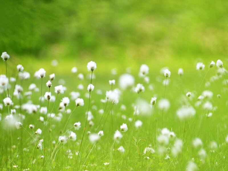 White Cotton Grass — Green