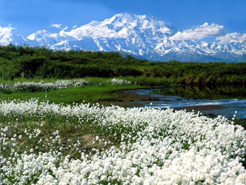White Cotton Grass — Serene