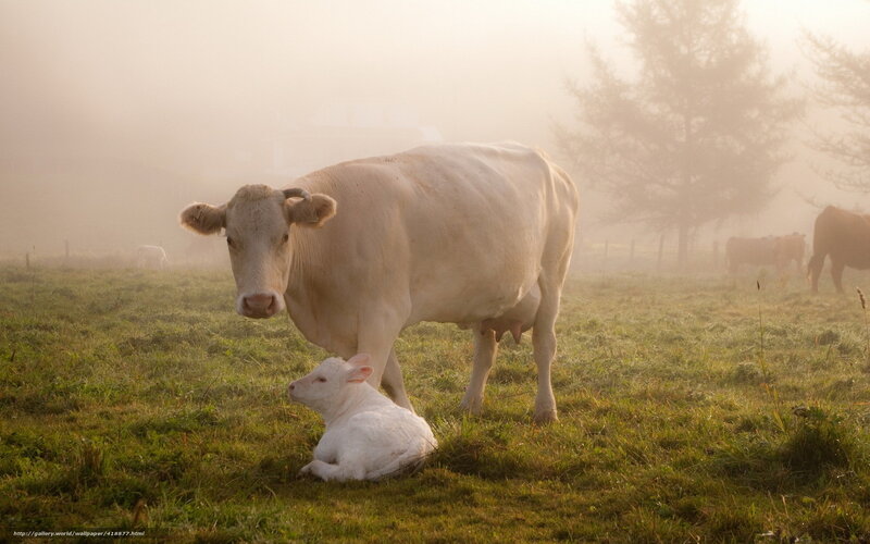 White Cow and Calf — Green
