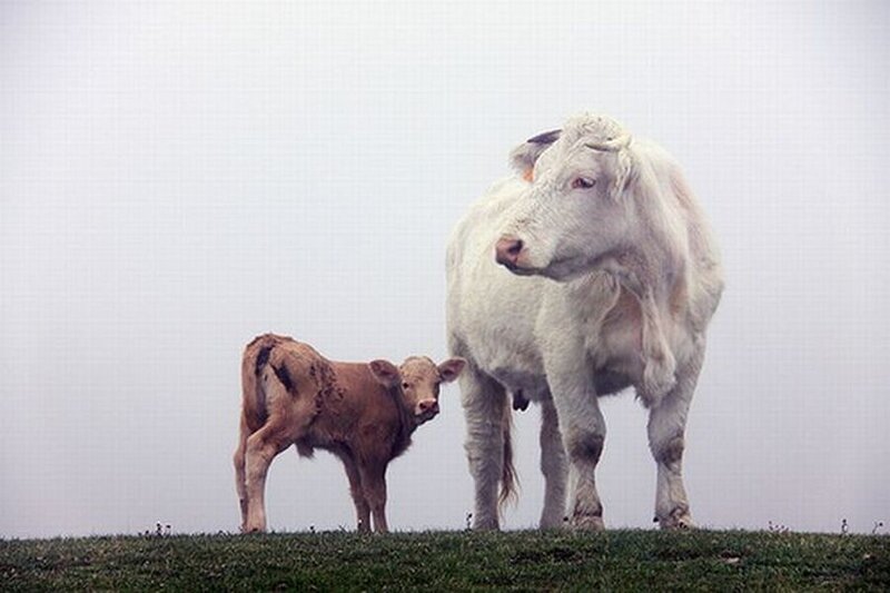 White Cow and Calf