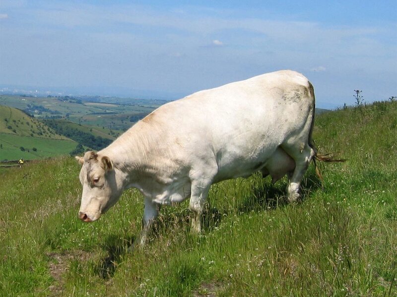 White cow grazing on a hill