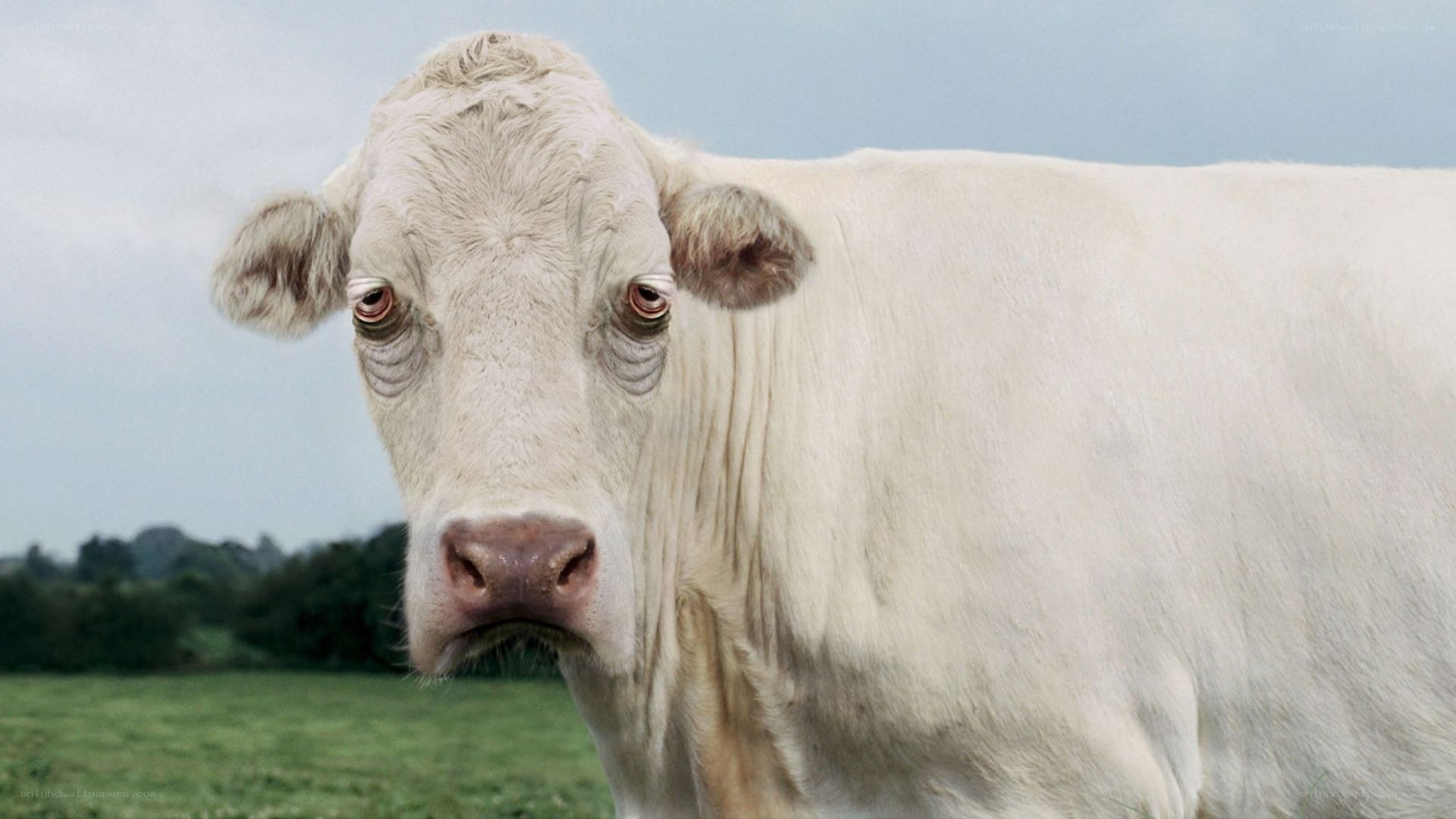 white cow in a field