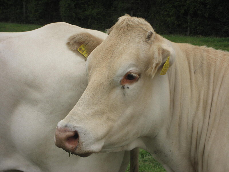 White Cow in Field — Calm
