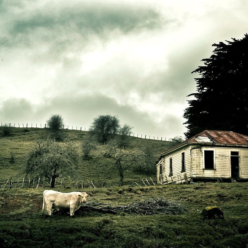 White Cow in Field — Green, Dramatic